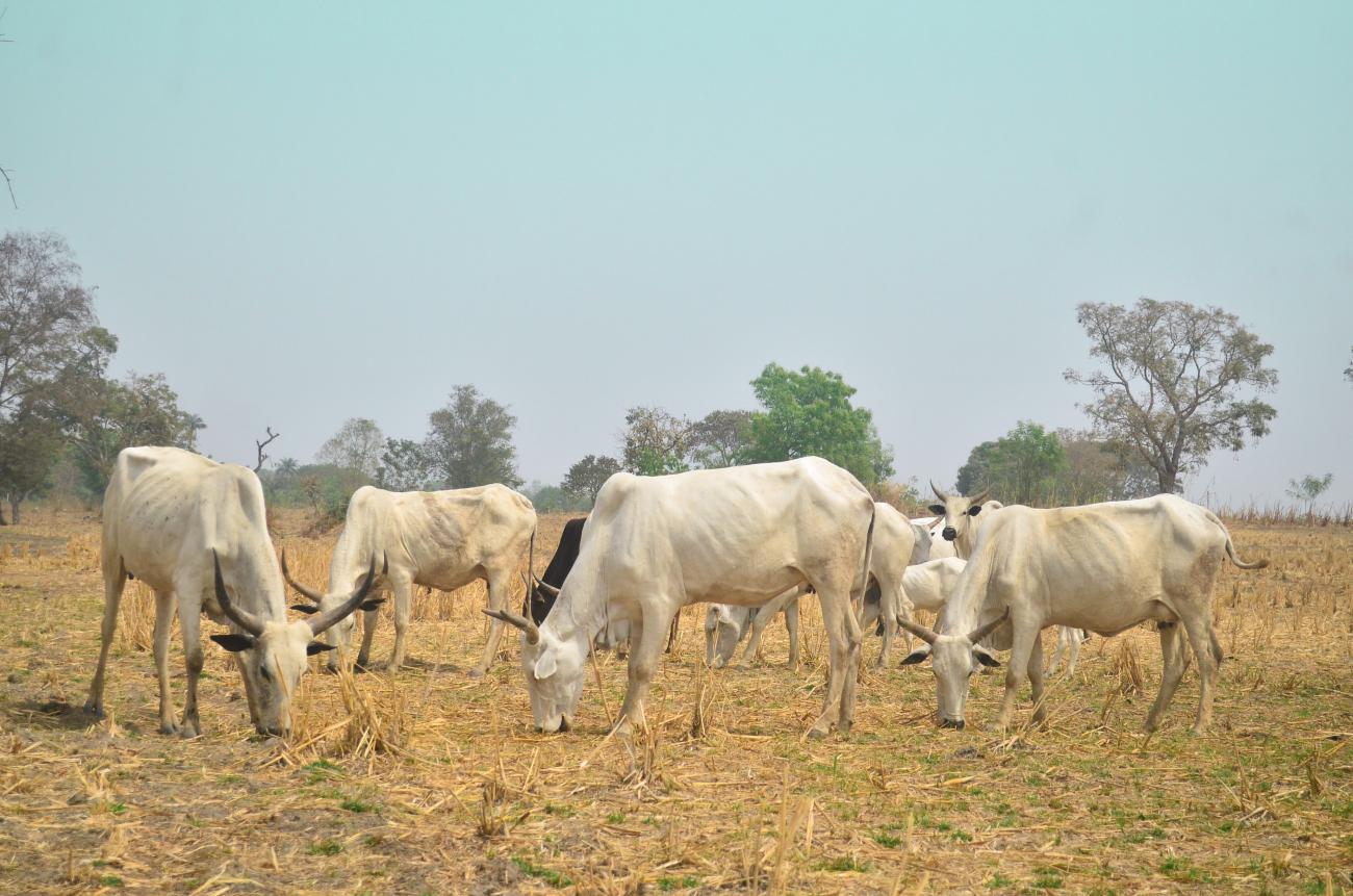 Photo by Abubakar Balogun of cows grazing