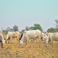 Photo by Abubakar Balogun of cows grazing